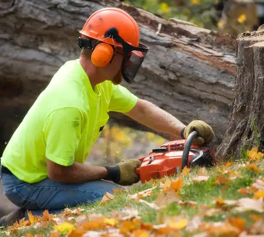 tree services South Dayton